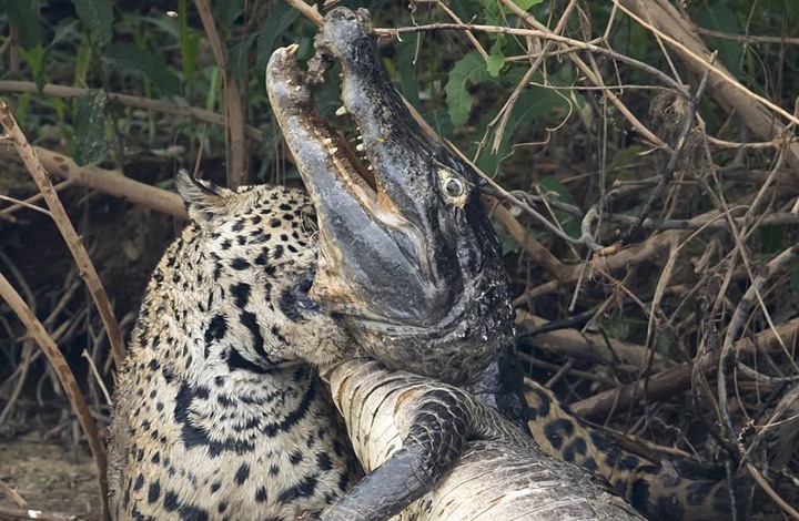 فهد يفترس تمساحا بطريقة مذهلة (شاهد)