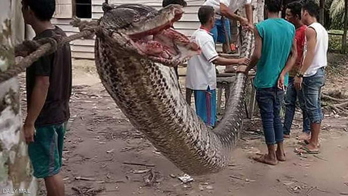 صراع حياة أو موت بمواجهة ثعبان