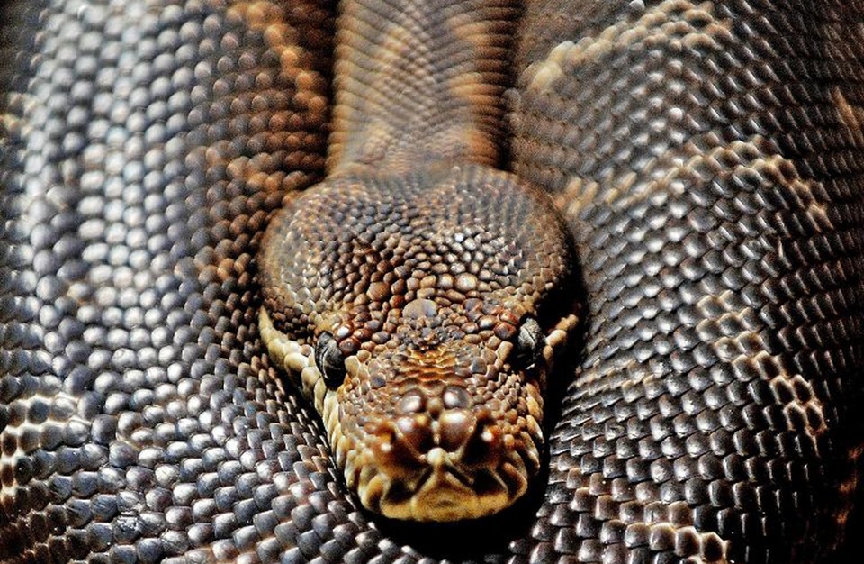 معركة عنيفة بين إندونيسي وثعبان عملاق