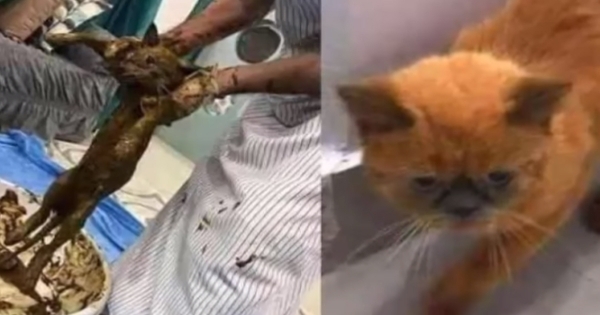 حقيقة احتيال أردني على ايطاليين بصبغ