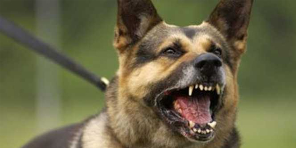 كلب ضال يهشم وجه طفلين في