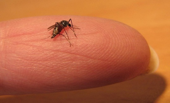 جرش: اجراءات صارمة ترافق حملات رش