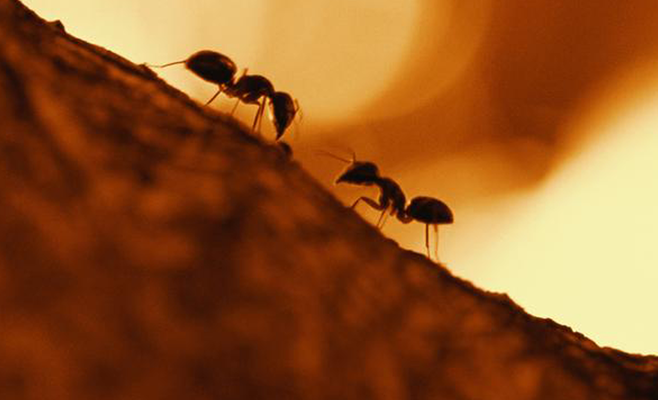 سعودي يصمّم على مقاضاة مقيم دهس