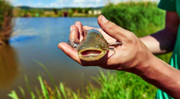 بريطانيا.. سمكة بطول ’ 1633 1636