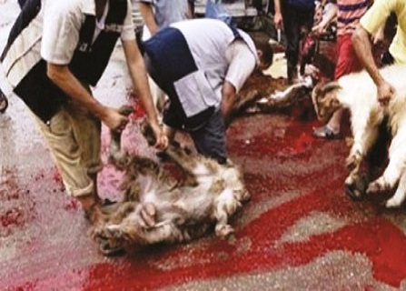 إجمالي ذبحيات الأغنام زادت بنسبة 124%