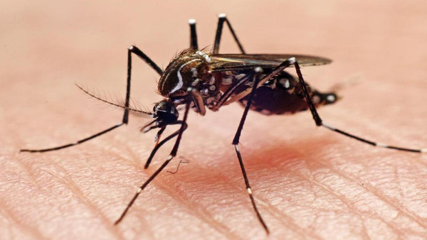 خزانات المياه والبعوض وراء انتشار حمى