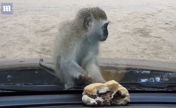 قرد يصاب بالحزن بسبب فشله في