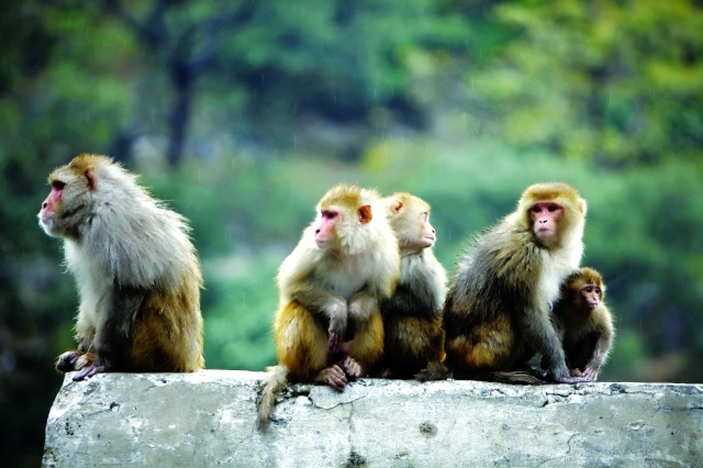 فيديو .. هجوم غريب من قردة
