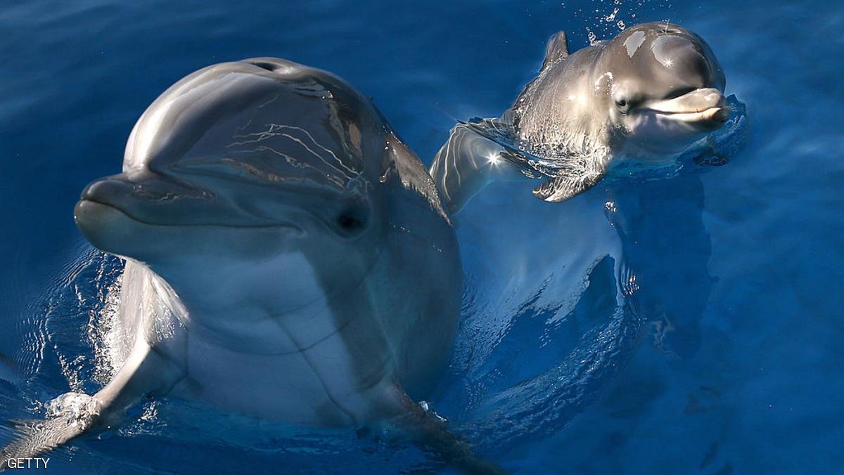 حقائق لا تصدق عن الدولفين صديق