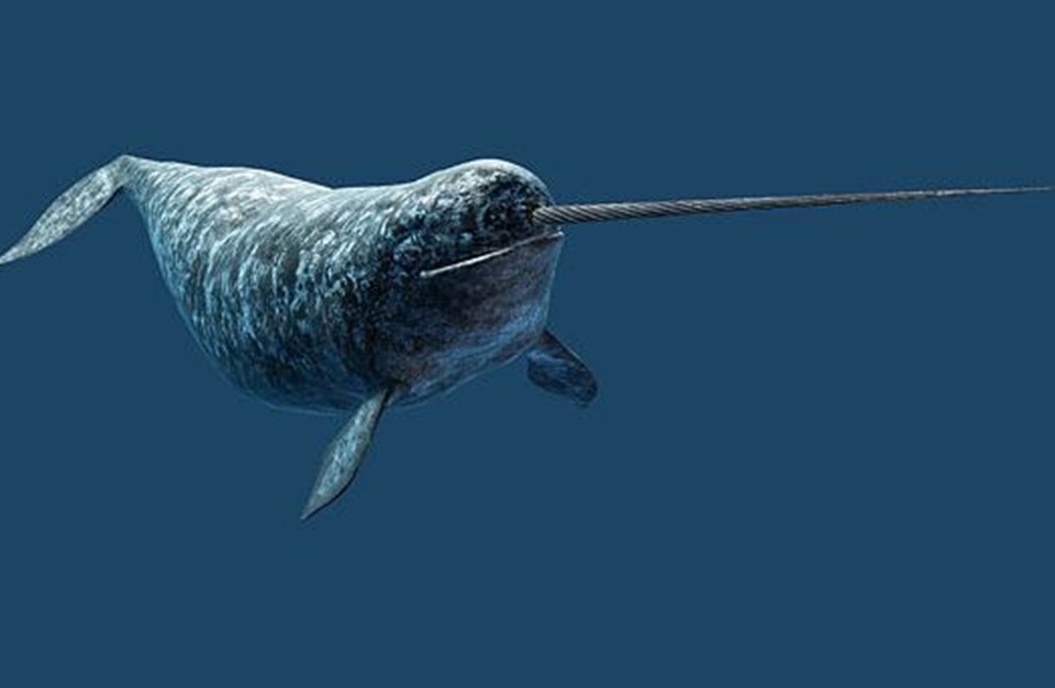 مجموعة حيتان تنقض على حوت كبير