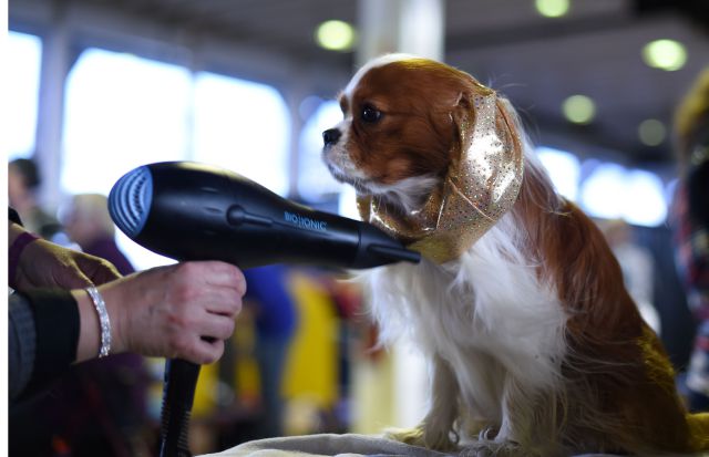 «الكلاب تستعرض» اليوم في عمّان