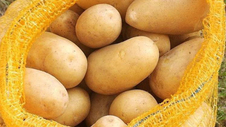 اتلاف 32 طن بطاطا غير صالحة