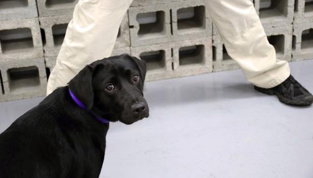 CIA تحيل كلبة فضلت اللعب على