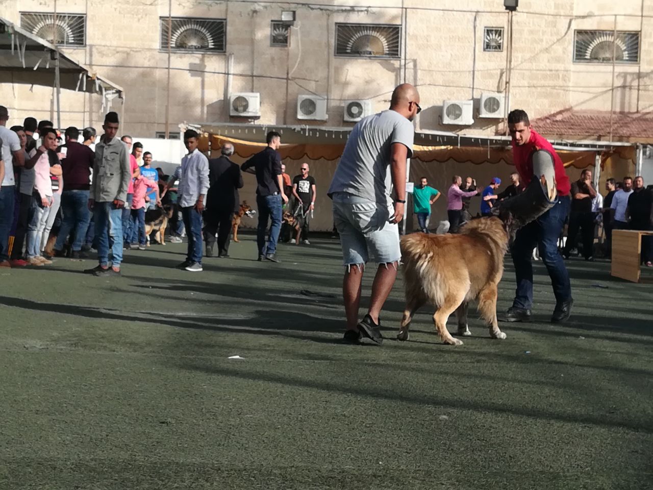 «كلاب» في عمّان تعاني من الوحدة..