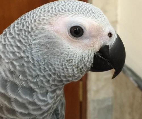 ببغاء ’أردني‘ ينطق 3 سور قرآنية