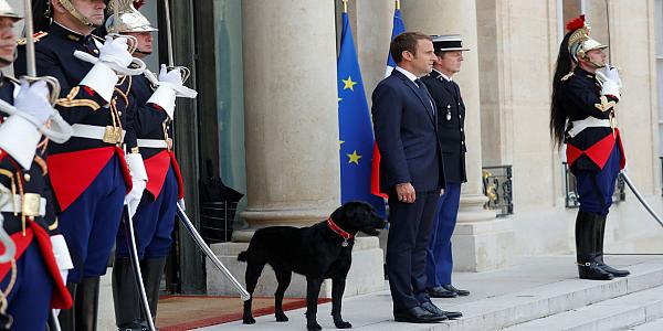 كلب الرئيس الفرنسي يرتكب ’فعلا فاضحا‘