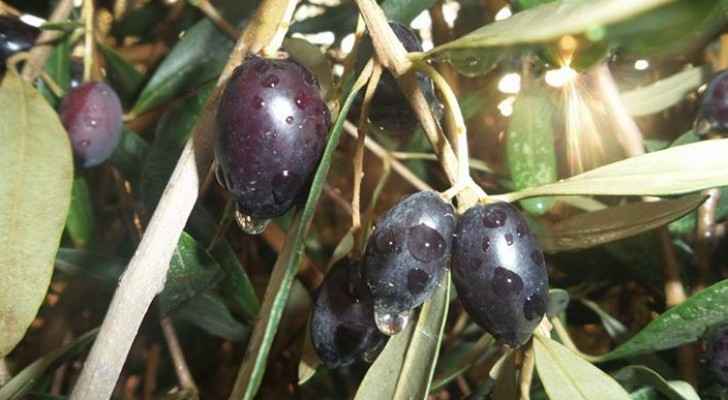 لماذا تأخرت ’شتوة الزيتون‘؟