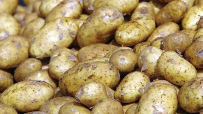 الزراعة تنفي وجود بطاطا مصابة ’بالعفن