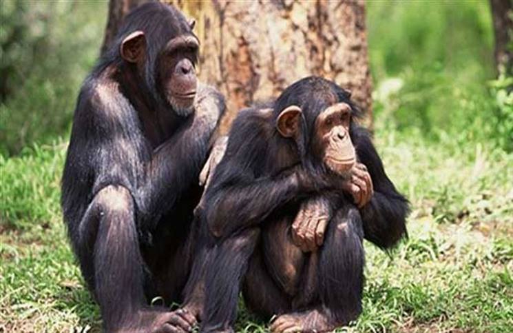 الحيوانات تغار أيضا على أزواجها