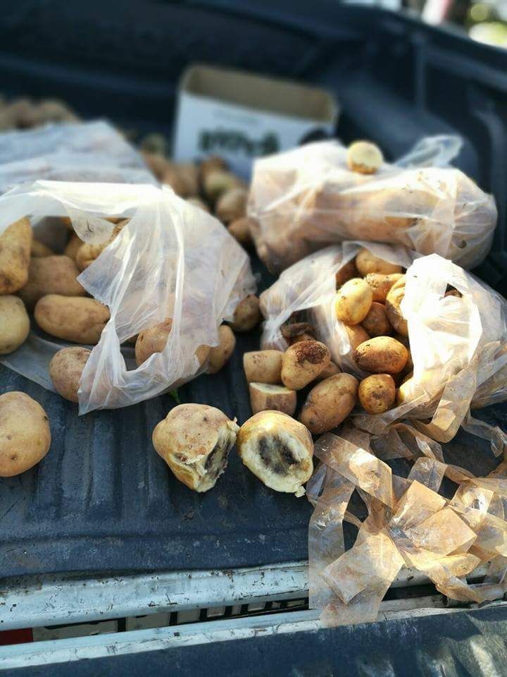 «الصحة» تتلف كميات من الخضار والفواكه