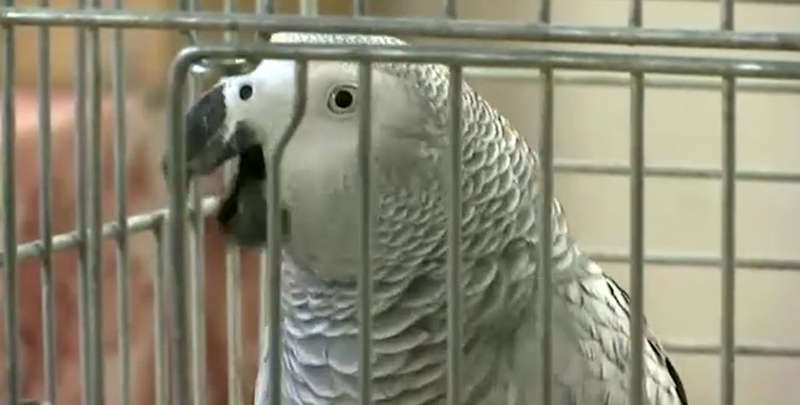 شاهد.. الببغاء المعجزة يتلو سورا من