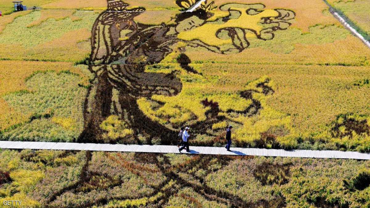 الصين تبتكر نوعا جديدا من الأرز