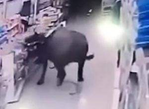 سيدة حامل تتفاجأ بثور هائج يهاجمها