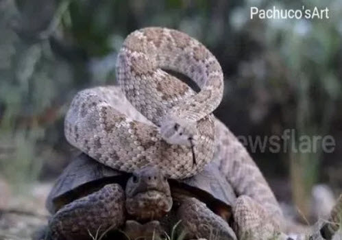 صداقة غريبة بين ثعبان وسلحفاة (فيديو)