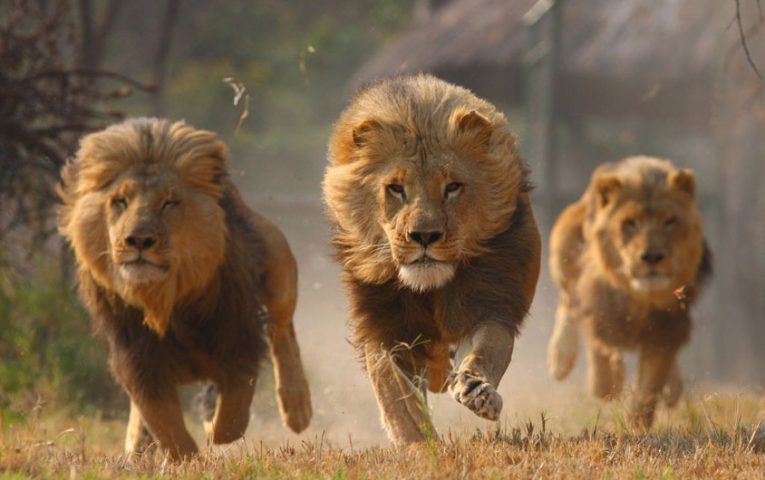 ثلاثة أسود تنقذ فتاة من خاطفيها..