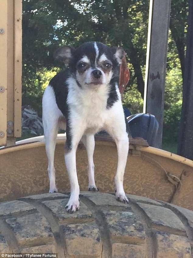 هذا الكلب اضطرّ أن يأكل مالكه