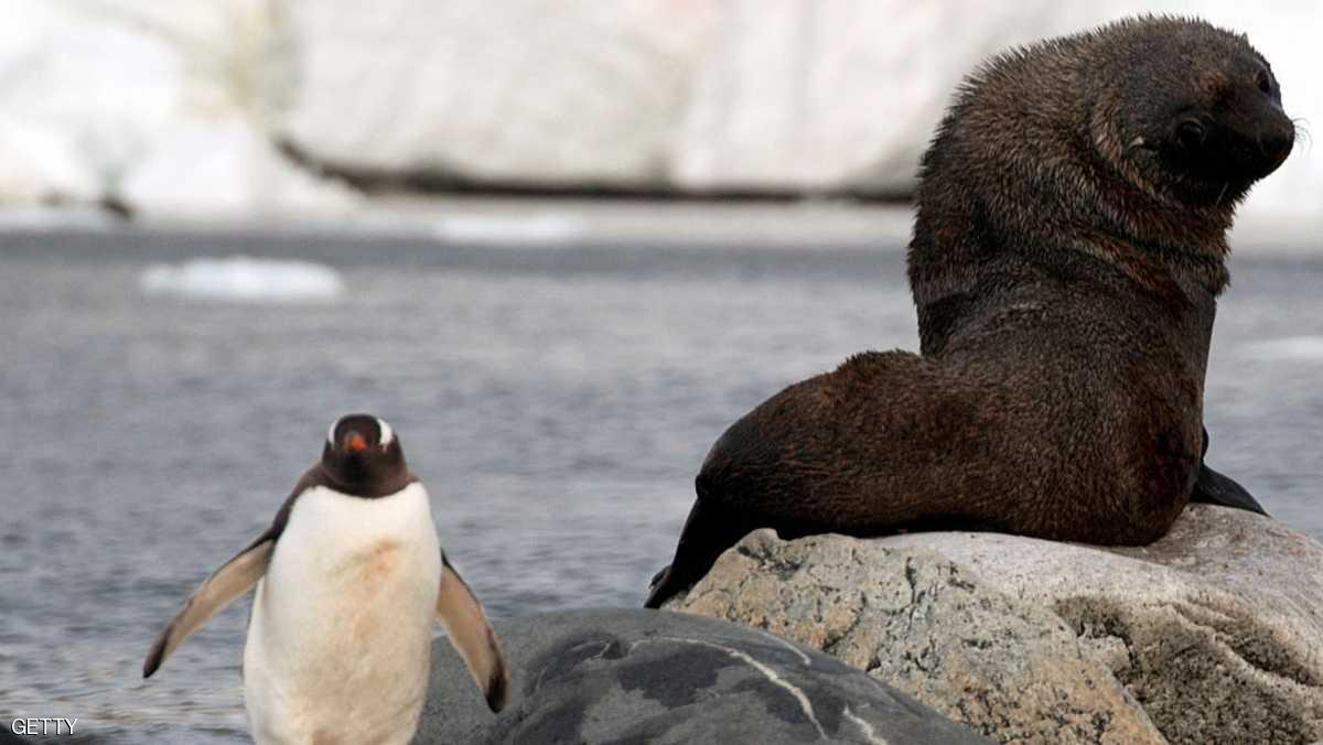 روسيا.. تحقيق في لغز نفوق 130