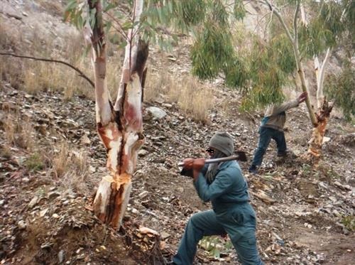 مافيات الحطب تواصل اعتداءاتها في عجلون