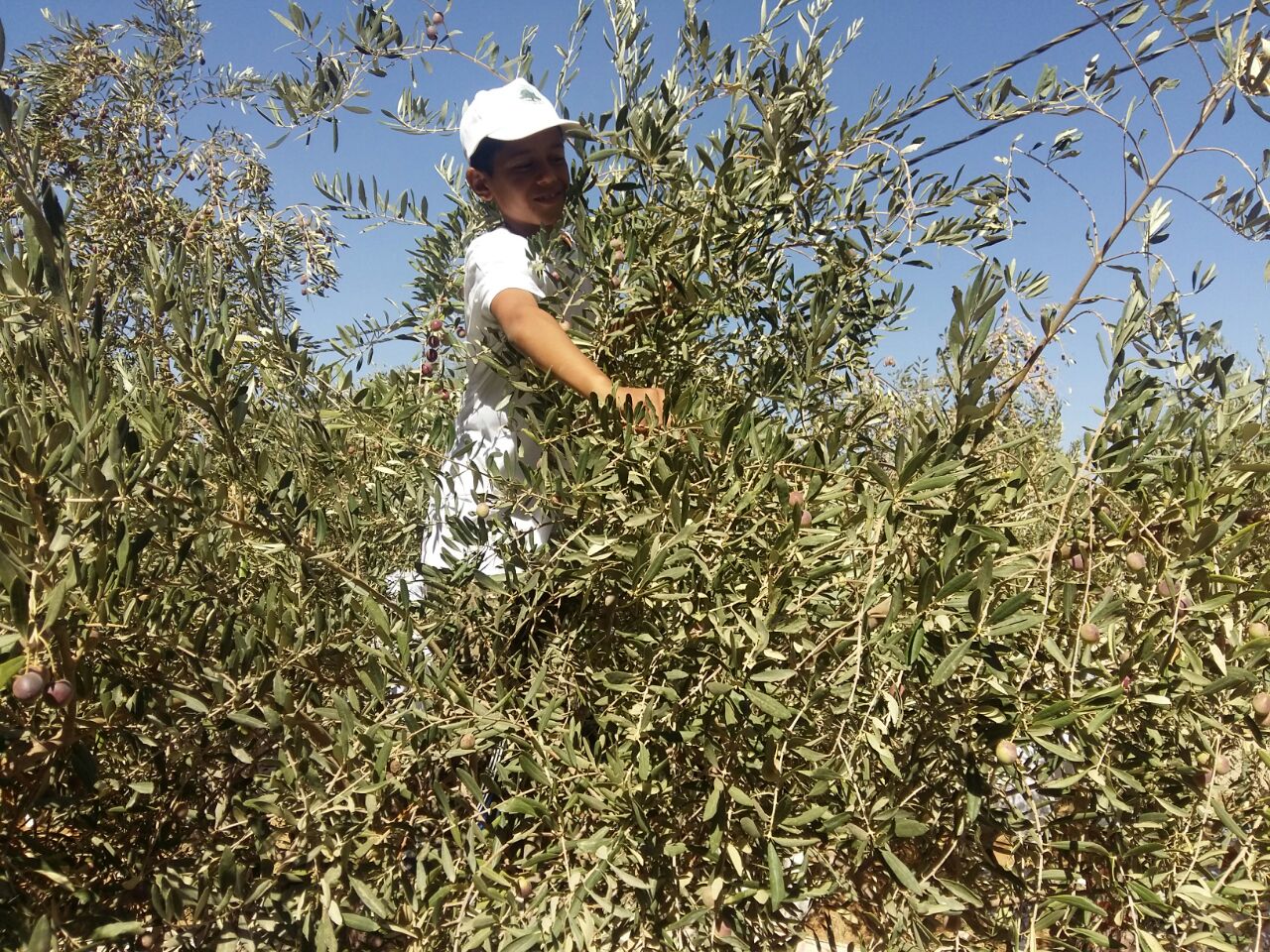 زراعة العقبة تحتفل باليوم الوطني لقطاف