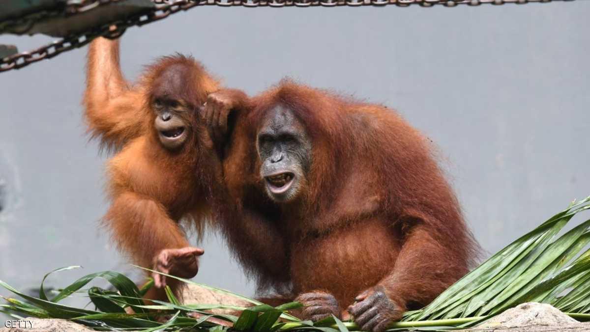 اكتشاف فصيلة جديدة من القردة.. وقلق