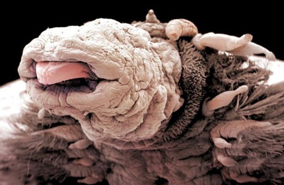 مخلوق غريب يظهر في السعودية ويثير