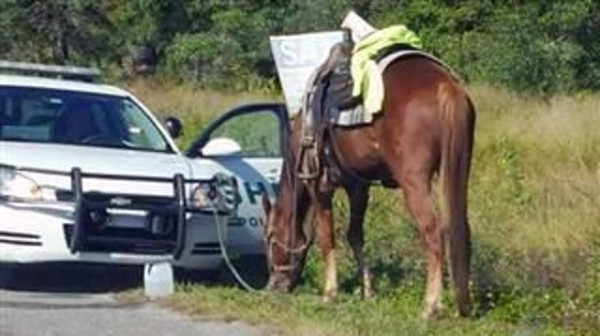 توقيف امرأة بتهمة ’امتطاء حصان‘ في