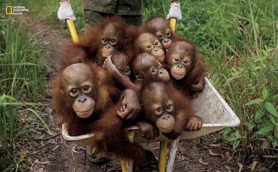 اكتشاف السلالة الثالثة من (إنسان الغاب)