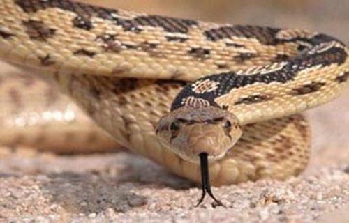 أخفى ثعبانا نادرا في سرواله وصلت