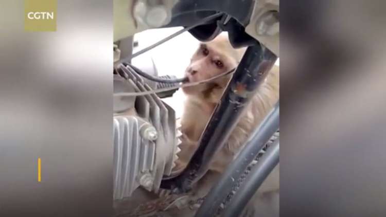 قرد مدمن يشرب البنزين ويرفض الموز