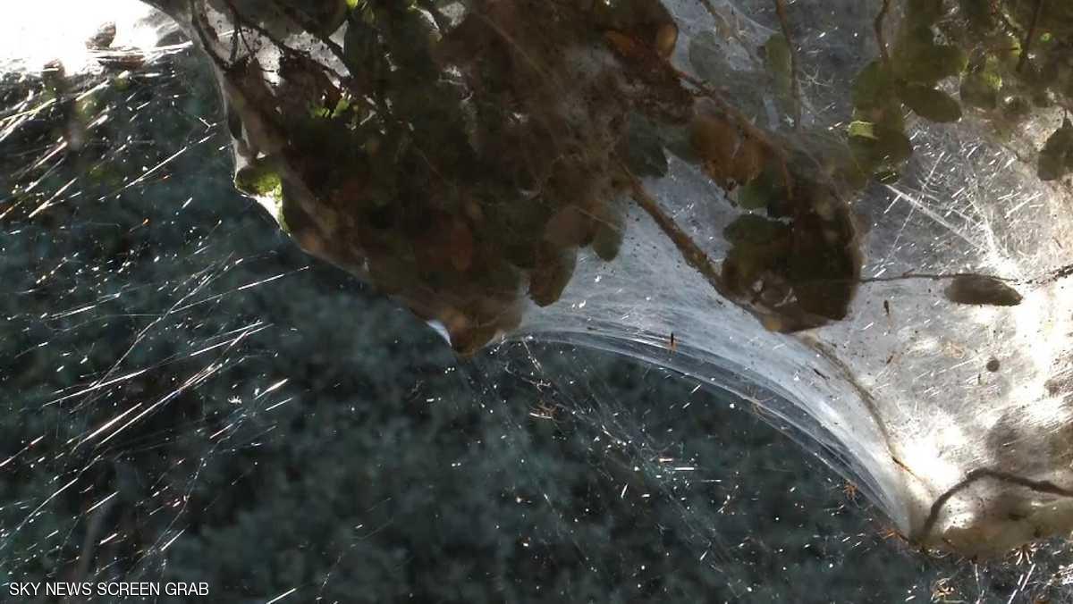 عناكب القدس تسترعي اهتمام العلماء