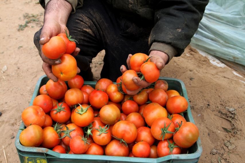 اتلاف 10 أطنان بندورة في سوق