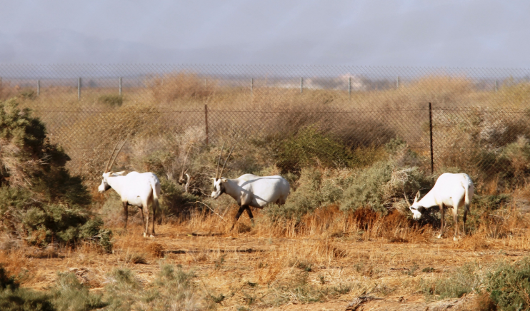 محمية الشومري الأردنية: انطلاقة جديدة بعد