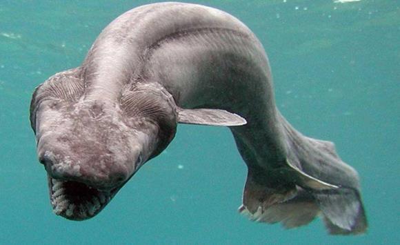 مخلوق غريب يعود من الانقراض