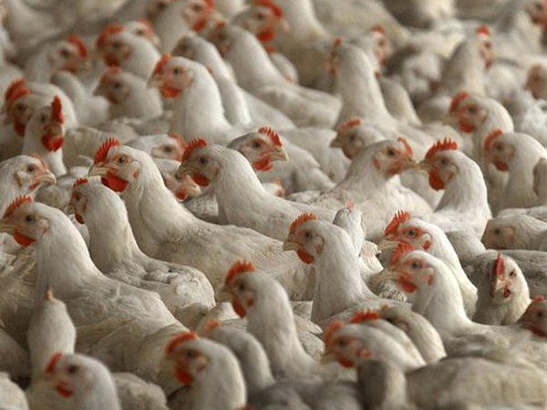 دجاج صيني مغلف أردنيا يثير القلق