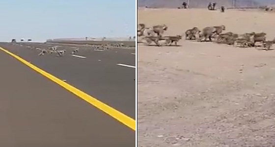 عدد كبير من القرود يقطع طريقا