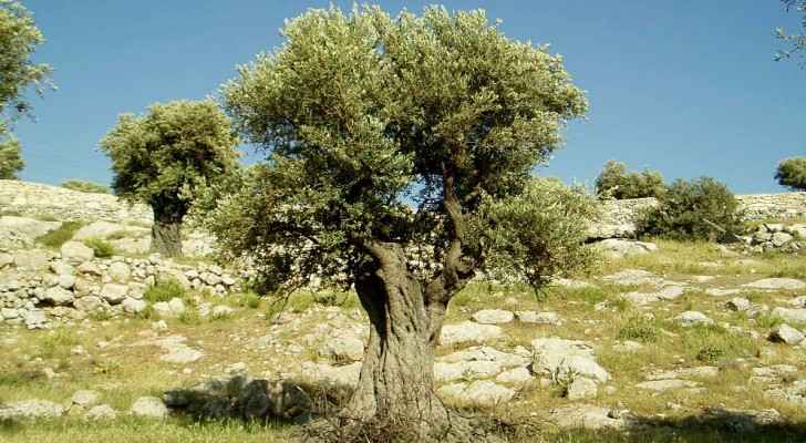 الحنيفات: شجرة الزيتون الأولى في الأردن