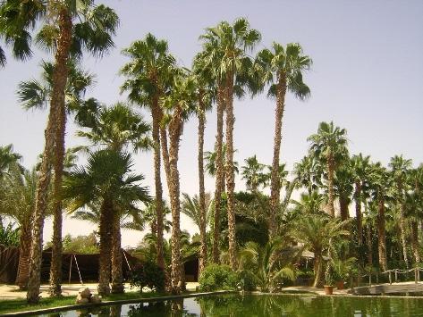 فلبيني يجلس فوق نخلة لمدة 3