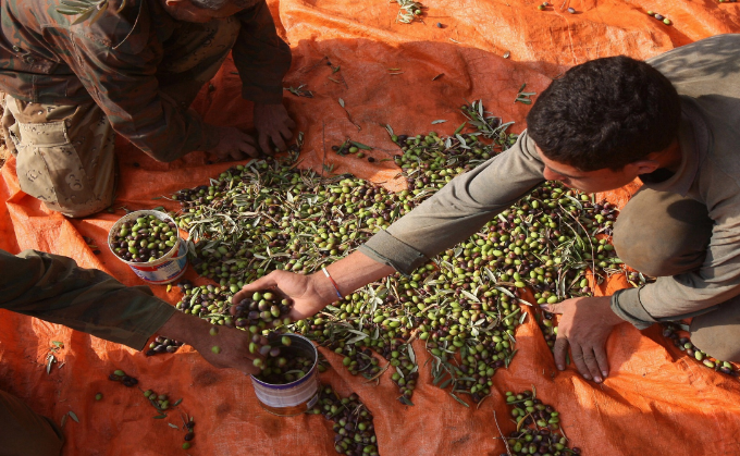 الأردن يصدّر ثلاثة آلاف طن زيتون