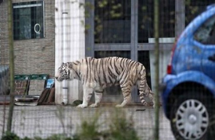 نمر يهرب من سيرك ويثير الذعر