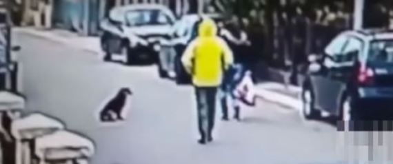 ’الكلب البطل‘ الذي تتبّع لصا وأفشل